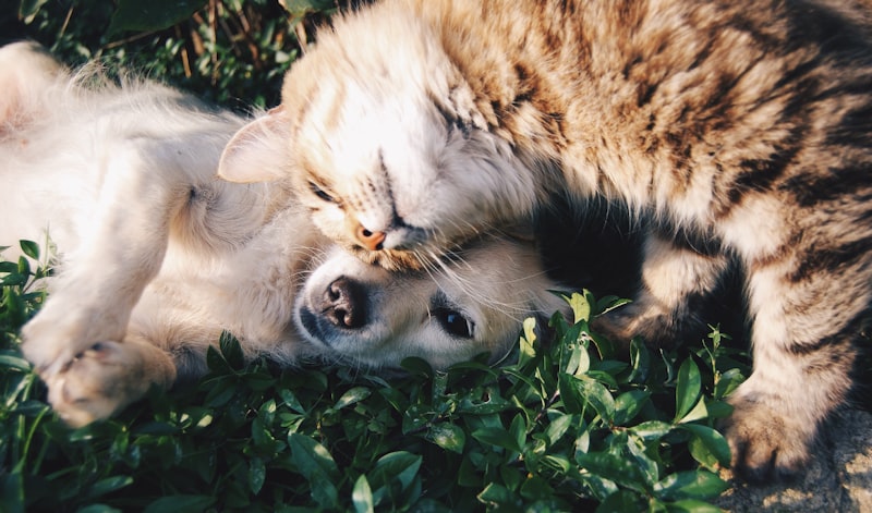 Vacanță cu Câinele în România: Destinații Pet-Friendly